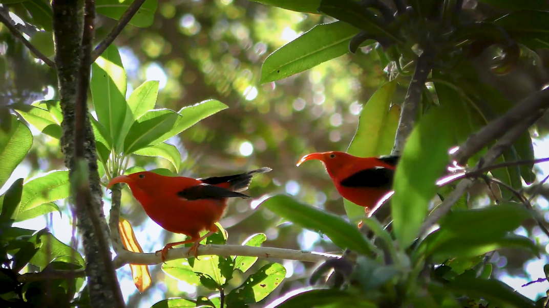 Two Hawaiian honeycreepers on a branch. These honeycreepers are small birds endemic to Hawai'i with red bodies and black wings.