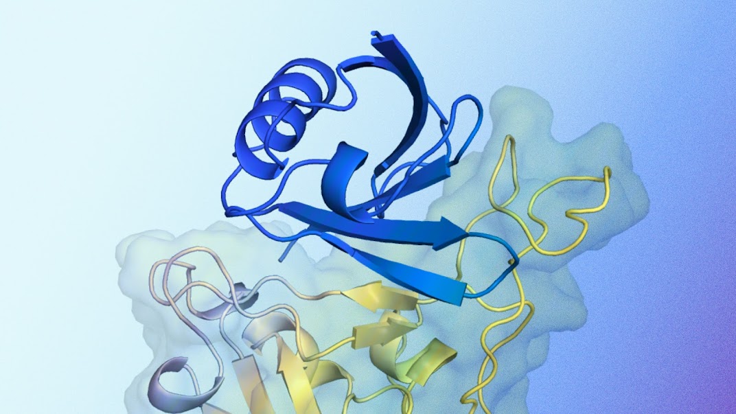 The target protein shown here in yellow is the spike protein from SARS-CoV-2 virus, which is involved in COVID-19 infection.